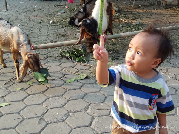 ketemu kambing Kabay 21 Bulan honeymoonjournal